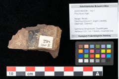 Foto (Objekt + Etikett) von Pinus leuce Unger (NHMW-GEO-2024-0188-0298)